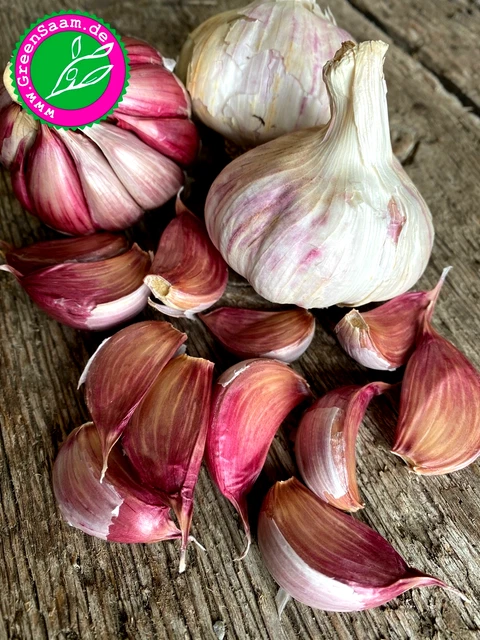 STECKKNOBLAUCH MORADO  12+ Zehen Knoblauch aromatischer Pflanzknoblauch  EUR 5,90 - PicClick DE
