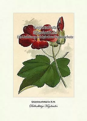 Doldenblütige Kugelmalve Sphaeralcea umbellata Maloaceae Vilmorin A4 265