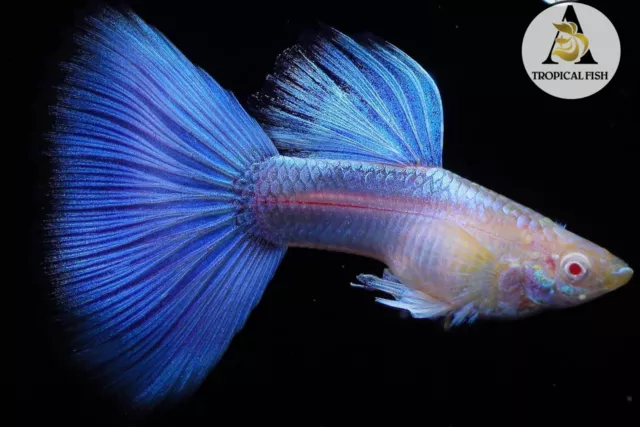 1 Male - Live Aquarium Guppy Fish High Quality- Sky Blue Topaz - USA Seller