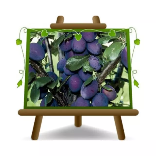 Prunier Nain Noir Plante à Partir De Fruit Sur Vase 26 CM Hauteur Max 80-100 4