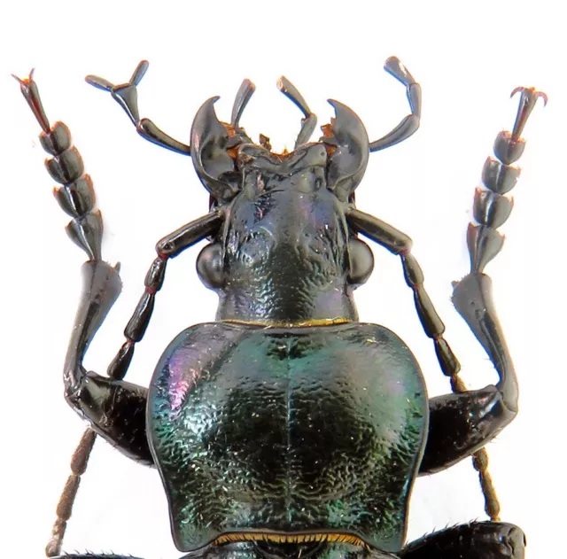 Carabidae, Carabus (Eucarabus) obsoletus, Ukraine freak