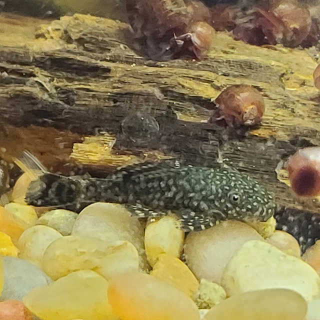 Bristlenose Pleco (Ancistrus sp.) Bushynose Plecostomus standard coloring.
