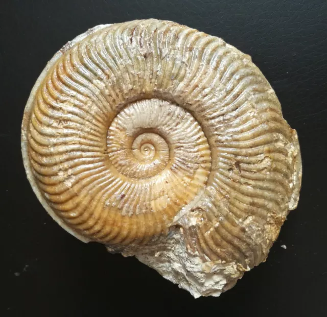 Pseudogrammoceras fallaciosum, Schalenerhaltung, Lias, Normandie