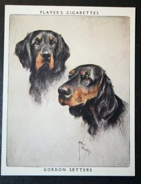 GORDON SETTER  Vintage Portrait Card  OC22