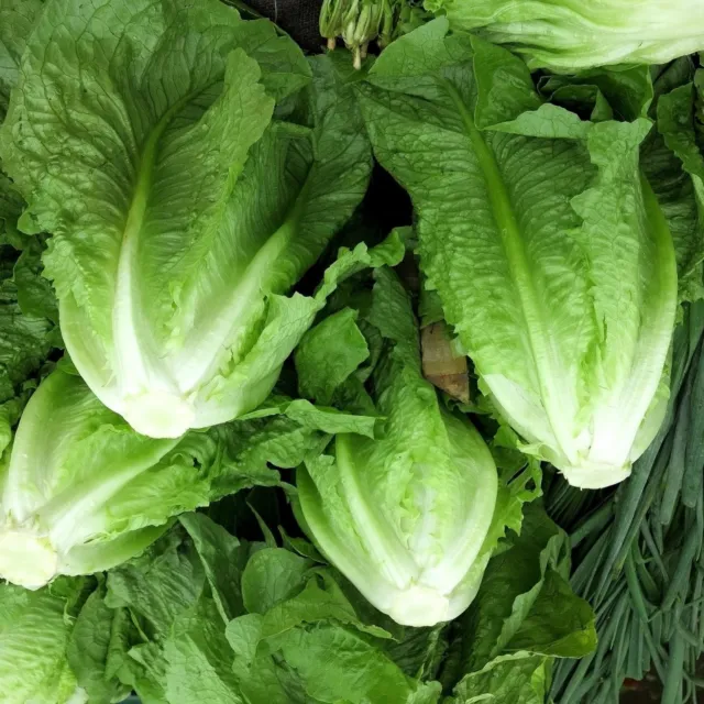 Park Island Romaine Lettuce - Seeds - Organic - Non Gmo - Heirloom Seeds