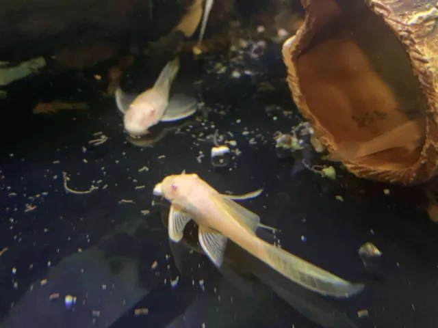 Longfin Albino Bristlenose Pleco (2"+) (Bushynose Ancistrus) Live Aquarium Fish