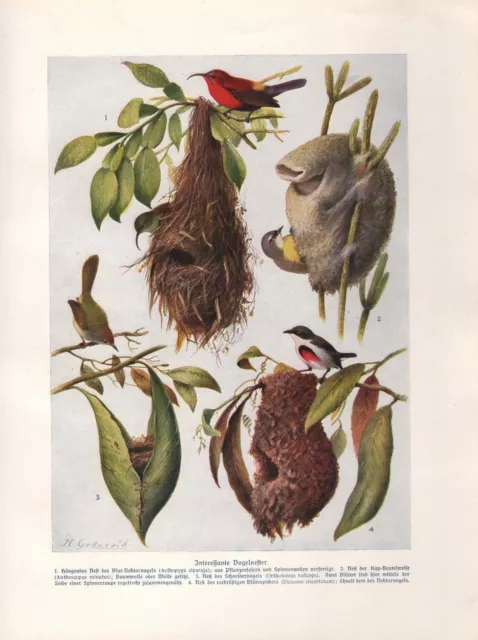 Vogelnester Interessante  Kap  Beutelmeise Schneidervogel  Farbdruck von 1912