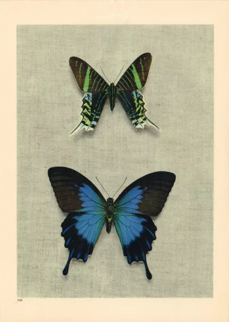 Urania Papilio Swallowtail Butterfly Print Picture Vintage 1945 TBOB#08