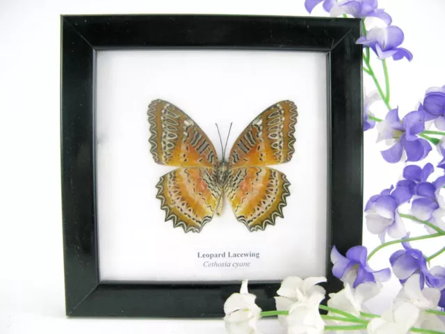 Leopard Lacewing - beautiful real butterfly prepared - framed- museum quality