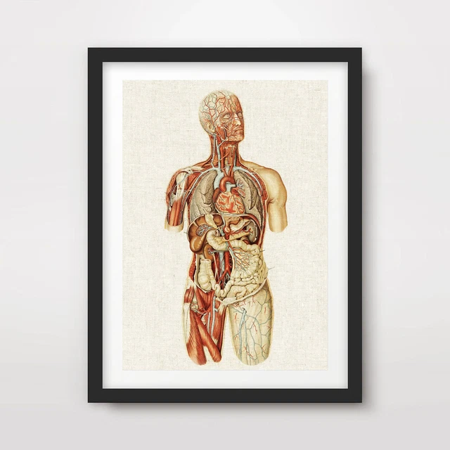Medical Human Chart HUMAN ANATOMY MEDICAL DIAGRAM ART PRINT Poster Antique Wall Chart ...