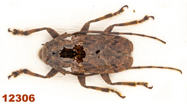 Cerambycidae: Lamiinae sp.   A-, 16 mm, 1 pc