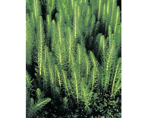 Tannenwedel FloraSelf Hippuris vulgaris H 10-20 cm Co 3 L