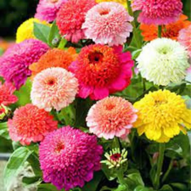 ZINNIA Scabiosa Flowered Mix 100 Seeds SPRING SUMMER cottage flower garden