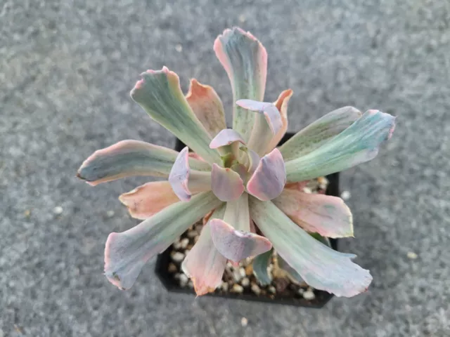 Live Succulent &Cactus-Echeveria Hoveyi variegated (9-118) potsize 7cm 2