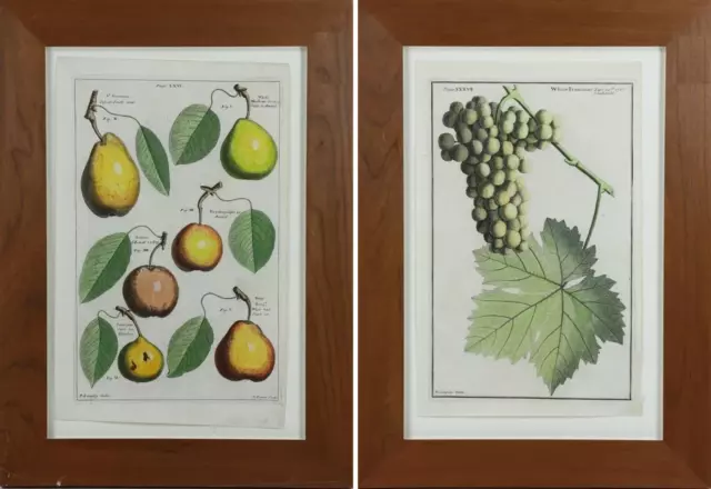 Pair of 18th century colored pomological engravings of pears and grapes