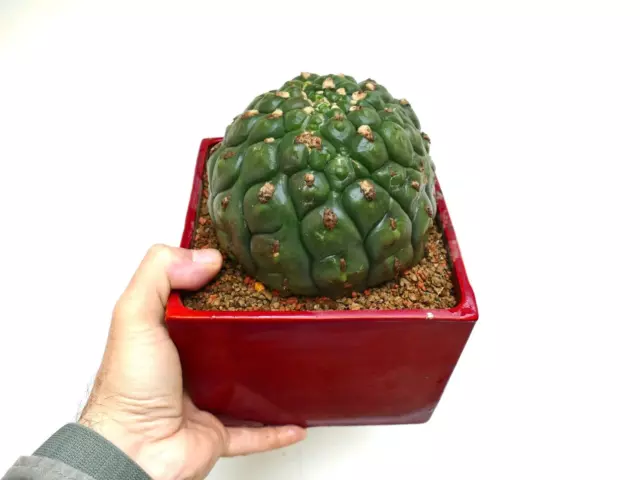 Gymnocalycium saglionis cv HULK nudum monstruosus 2