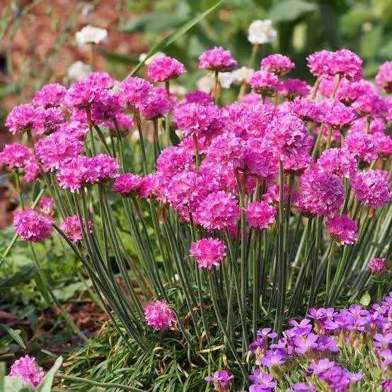 ARMERIA MARITIMA MORNING STAR DEEP ROSE PINK 20 seeds RARE NEW TRACKING *