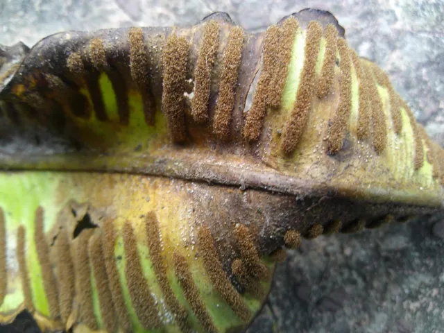 Hirschzungenfarn - Phyllitis scolopendrium, Blatt mit Sporen