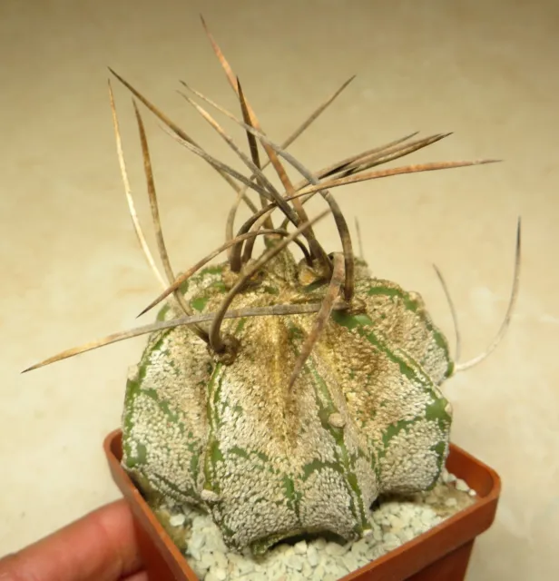 Astrophytum capricorne var. niveum   own root