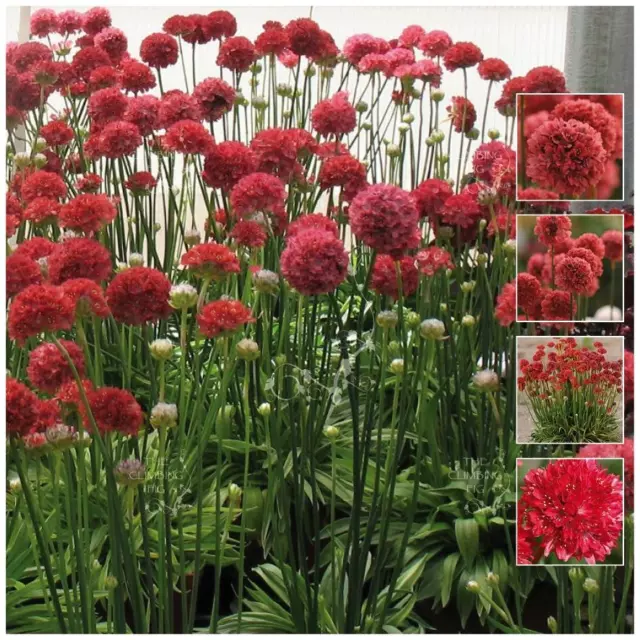 ARMERIA Kai Hybrid RED Seeds. Red agapanthus like heavy flowering perennial