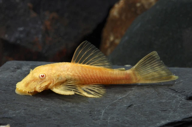 Albino Bristlenose Florida Pleco Plecostomus Free Shipping Koi Kompanion