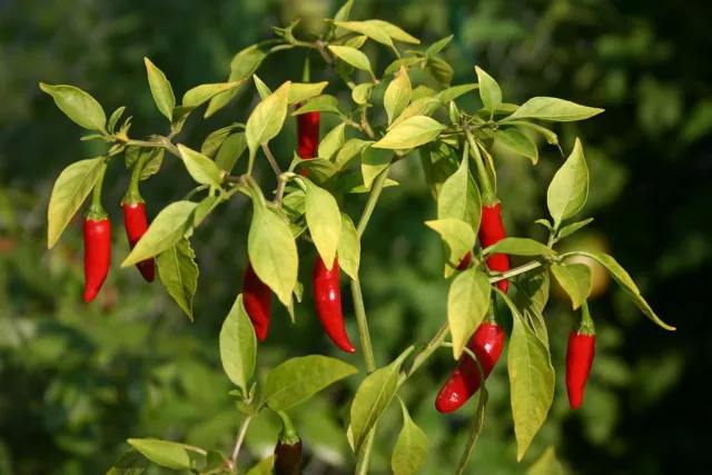 25 graines de Piment Oiseau Méthode BIO seeds plantes légumes jardin potager