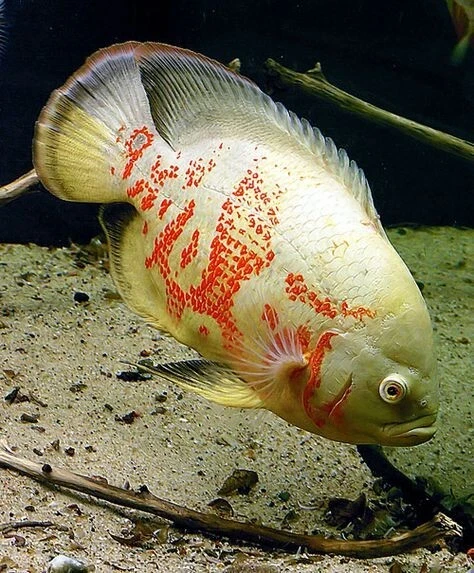 Albino Tiger Oscar  (Astronotus ocellatus) - Live Freshwater Fish Cichlid