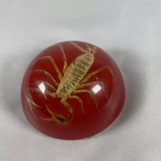 Real Scorpion Lucite Acrylic Paperweight Vintage 2” Wide 1” Tall Made in USA Red