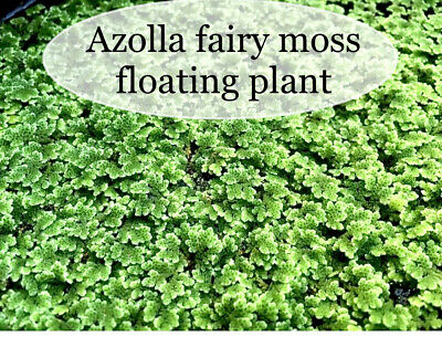 BUY 2 GET 1 FREE Azolla Filiculoides Fairy Moss Live Aquarium Floating Plants ✅ 2