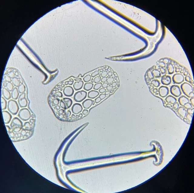 J.D. Moller Microscope Slide Sea Cucumber Synapta Besselii Jag Celebes Indonesia