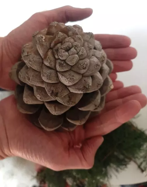 Natural Fresh Giant Pine Cones Christmas Gift Easter Extra Large Huge 253g