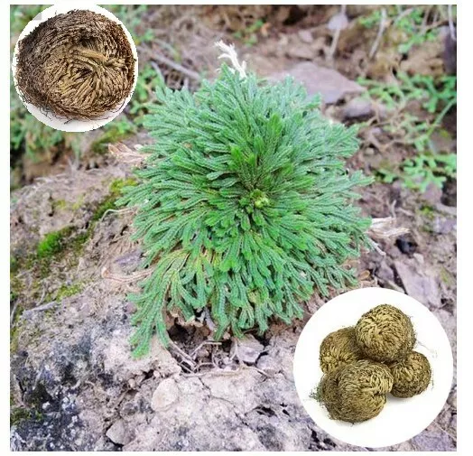 a SELAGINELLA ROSA GERICO PIANTA DELLA RESURREZIONE VASO GIARDINO BONSAI BALCONE