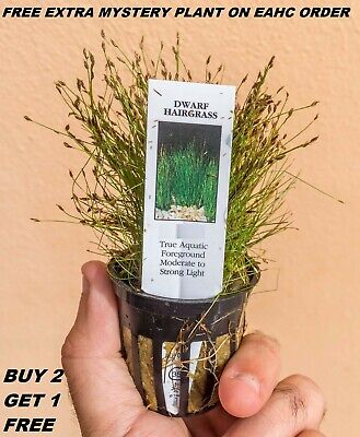 1 Pot Eleocharis Parvula Dwarf Hairgrass planted tank Aquarium Plant BUY2GET1FRE