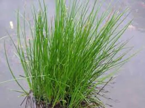 Juncus Effusus Seeds 100+ Garden Plants Grasses Marginal Ponds Bee Friendly