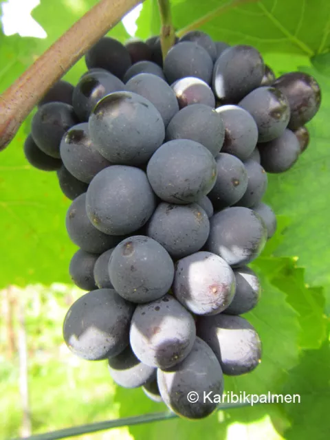 Vitis 'Glenora' kernlose, blaue Weinrebe - winterharte Pflanze 30-50cm Weinstock