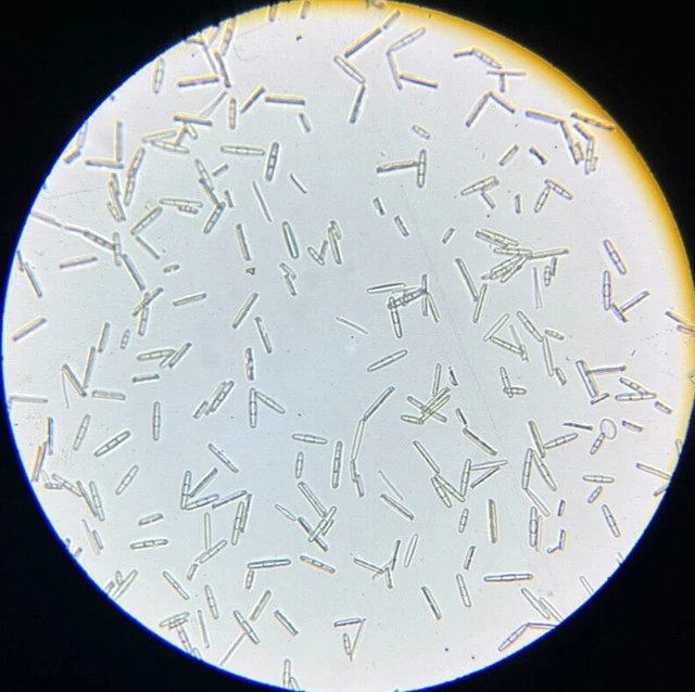 19th c J.D. Moller Microscope Diatom Test Slide Spain Grammatophora Marina Kg Sm