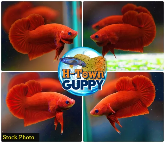 Live Betta Fish High Quality Halfmoon Plakat HMPK Super Red Chili- USA Seller