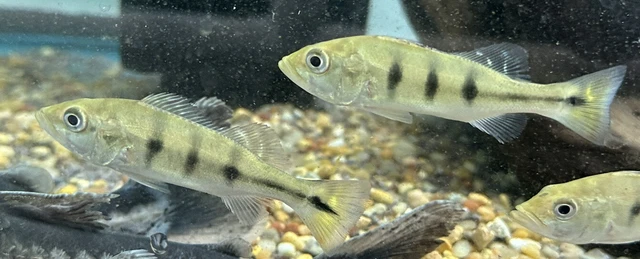 CB Kelberi Peacock Bass 3-3.5” -Live Freshwater Tropical Aquarium Fish