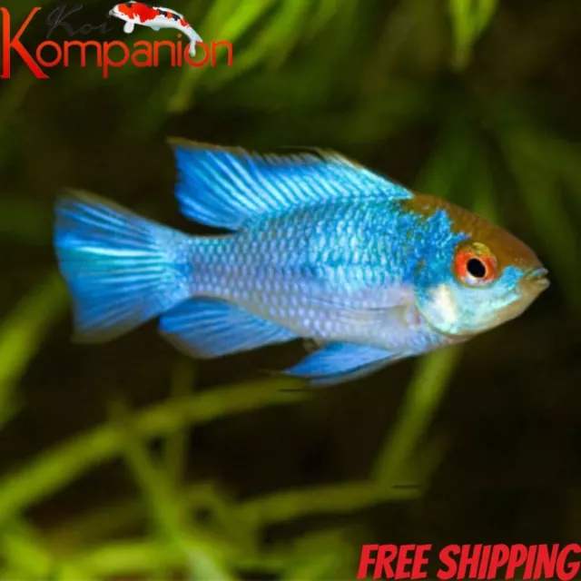 3/5/10X 1-2 ELECTRIC Blue Acara Fish Freshwater Koi Kompanion Free  Shipping $69.99 - PicClick