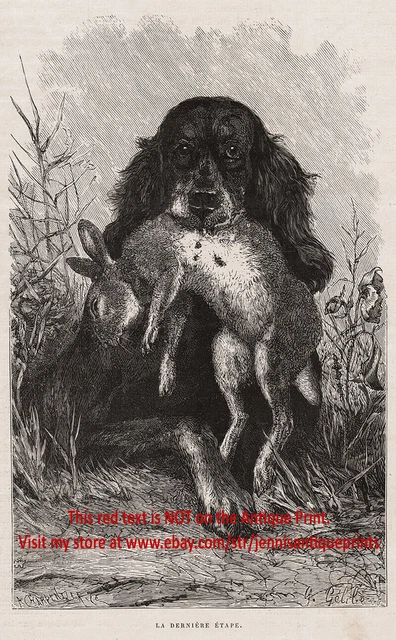 Dog Gordon Setter Retrieves Rabbit Hare. Hunting Dogs 1880s Antique Print