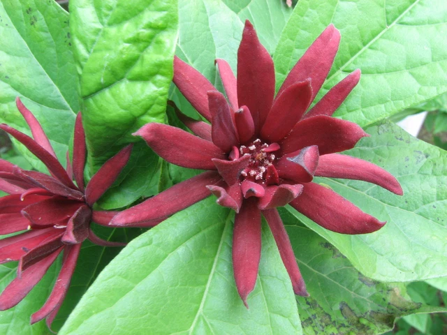 Dais Cotinifolia : L'Arbre à Pompons Pour Votre Serre | vite-un
