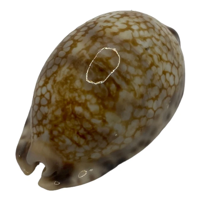 Coquillage Cypraea Moucheté - coquillage Tahiti - Collection Ancienne