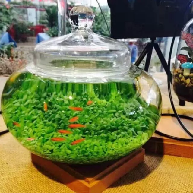 Aquarium Plant Seeds Fish Tank Aquatic Water Grass Foreground Easy Plant Casual☆