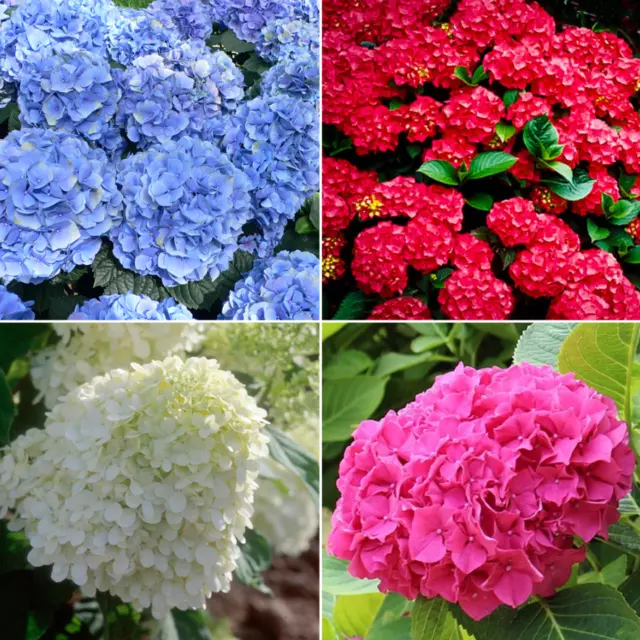 50PCS Semillas Flores de Hortensia Mezcladas Azul Rojo Rosa Blanco Colores...