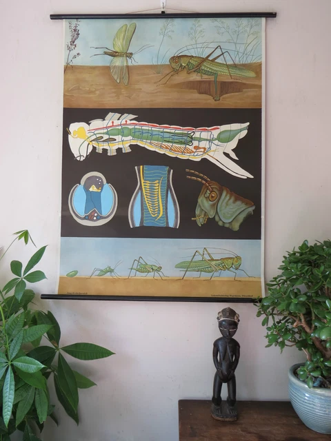 VINTAGE PULL DOWN SCHOOL CHART POSTER OF LOCUST JUNG KOCH QUENTELL ...