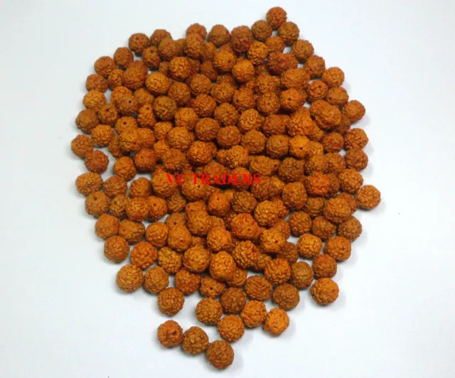 5 Mukhi Rudraksha Rudraksh Loose Beads Size 6.5 - 7 Mm Wholesale Lot Of 1001
