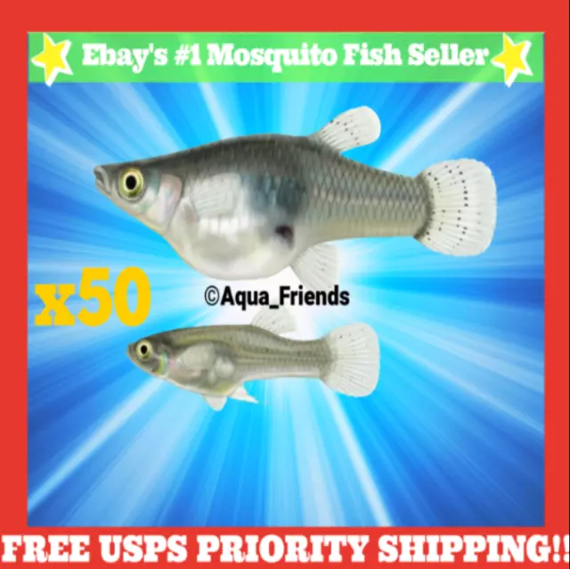 50 LIVE Gambusia MOSQUITO FISH Aquarium Koi Pond Feeder Guppy Fish FOOD Minnows