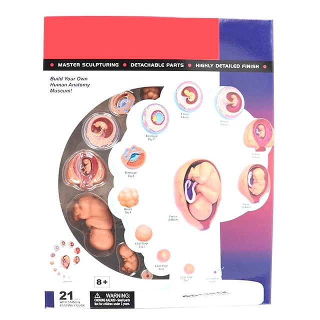 4D HUMAN EMBRYO Development Anatomical Model Fetal Growth Organ ...