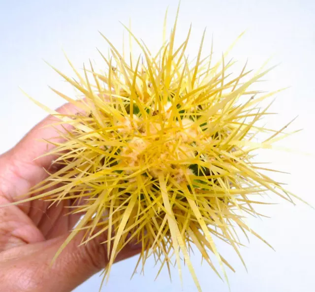 Echinocactus Grusonii Golden (Thorns Long) Plant 5,5cm Diameter