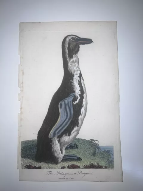 Linnaeus - Patagonian Penguin Bird Hand Colored Engraving 1802 1st Ed